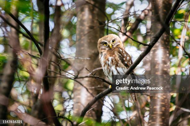 caburé-austral pygmy owl (glaucidium nana) - coruja imagens e fotografias de stock