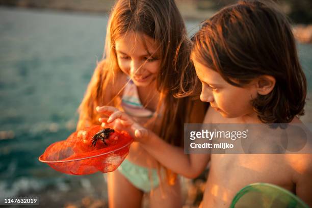 los niños que exploran rocas en la playa - crab fotografías e imágenes de stock