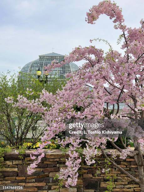 springtime in washington, dc - us botanic garden stock-fotos und bilder