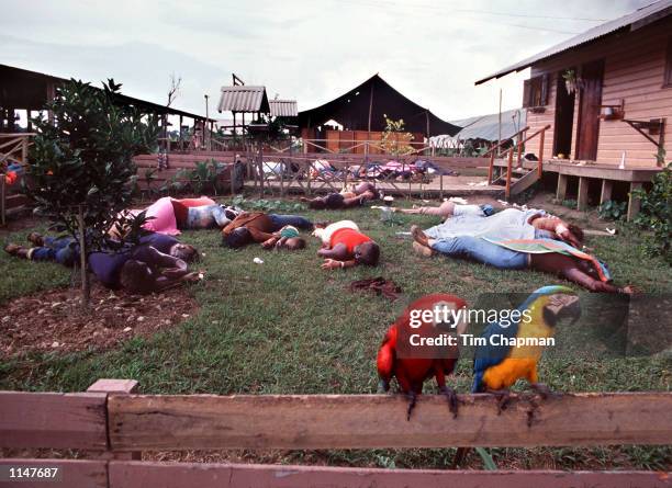 Jim Jones, leader of the People's Temple Cult, massacred 912 people, in a mass suicide in the jungle of Guyana spared only these two Macaws in...