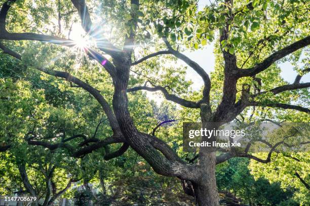 sunlight forms a starburst through the canopy - twisted tree stock pictures, royalty-free photos & images