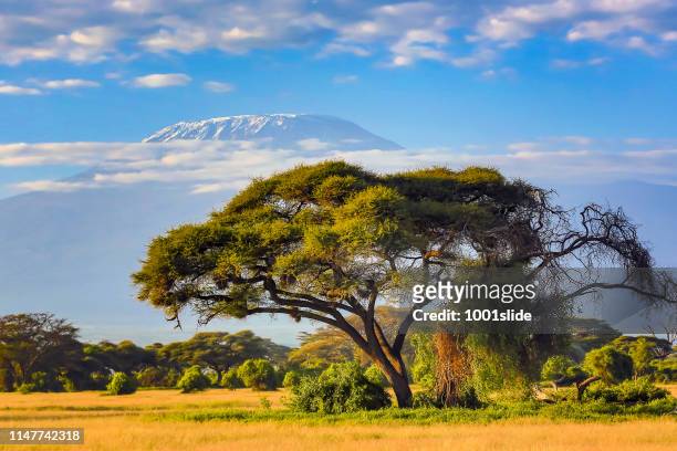 kilimanjaro monteren met acacia - savanah landscape stockfoto's en -beelden
