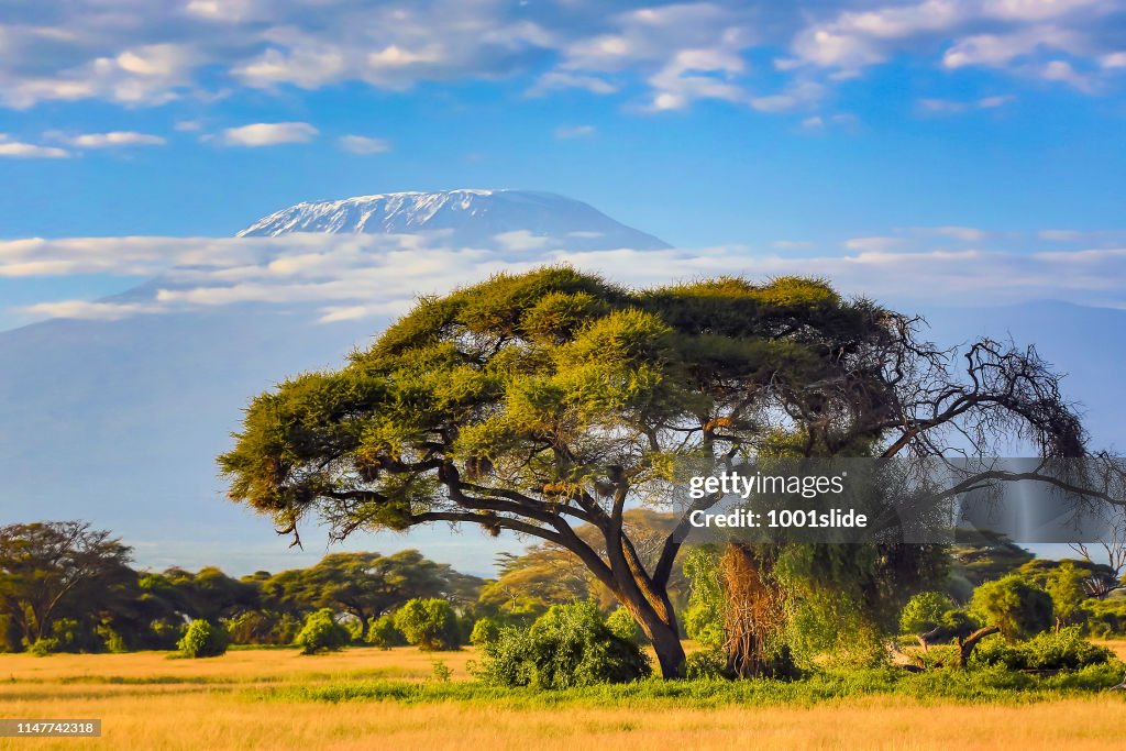Mount Kilimanjaro with Acacia