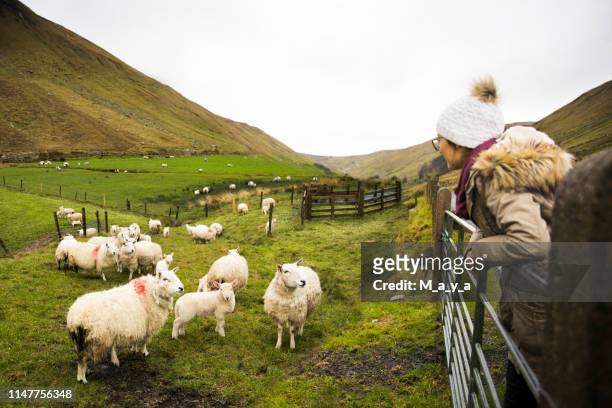 lambing - sheep farm stock pictures, royalty-free photos & images