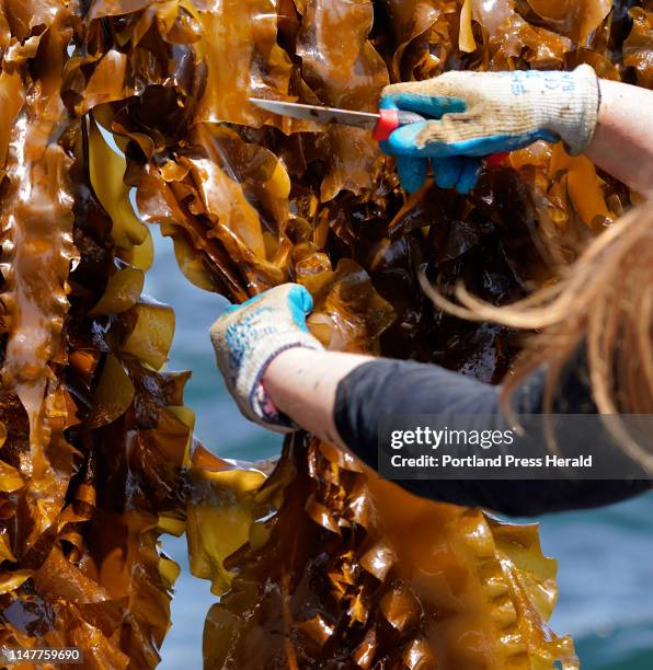 Liz Johndrow cuts kelp from a rope aboard a boat in Saco Bay on News  Photo - Getty Images