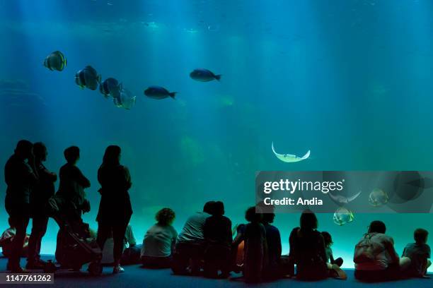 Nausicaa, national sea centre in Boulogne-sur-Mer . Silhouette of children and parents looking at fish in an aquarium, shark pool, here with sea...