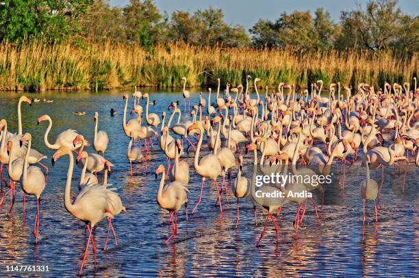 Camargue region, pink flamingos in the Pont de Gau Ornithological Reserve .