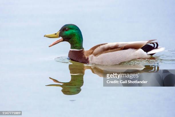mallard duck talking - duck bird stock pictures, royalty-free photos & images