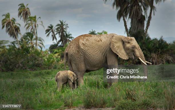 elephant mother with baby elephant - elephant calf stock-fotos und bilder