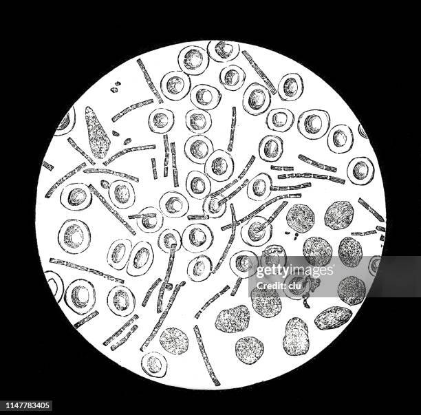 538 Bacterial Spore Stock Photos and High-Res Images - Getty Images