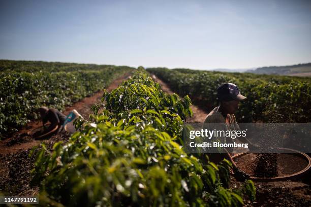 Workers sift coffee beans during a harvest at a plantation in Alfenas, Minas Gerais state, Brazil, on Tuesday, May 28, 2019. In the country's largest...