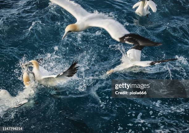 pájaro de gannet septentrional: la supervivencia del más apto - alcatraz común fotografías e imágenes de stock