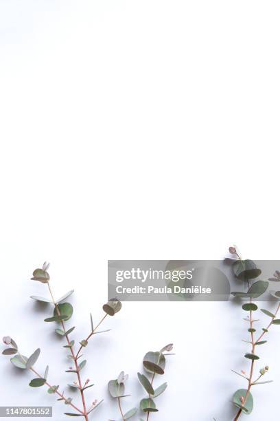 background with a branch of eucalyptus - eucalyptus flower stock pictures, royalty-free photos & images