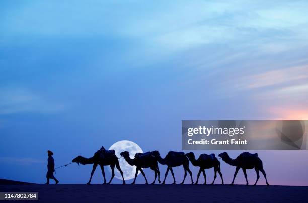 tuareg camel guide at sahara desert - bedouin stock-fotos und bilder