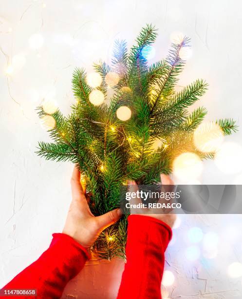 Woman's hand holding fir tree branches. Top view.