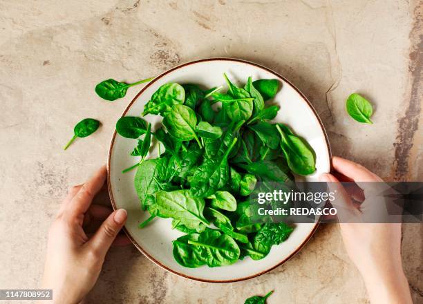 Woman's hands holding a plate with fresh spinach, top view.