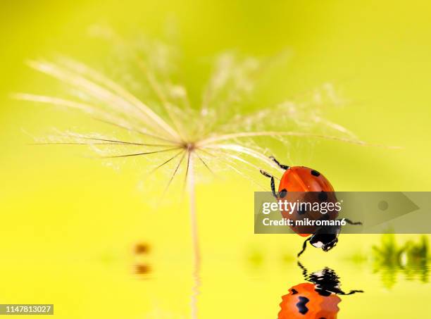 ladybird in natural environment - seven spot ladybird stock pictures, royalty-free photos & images