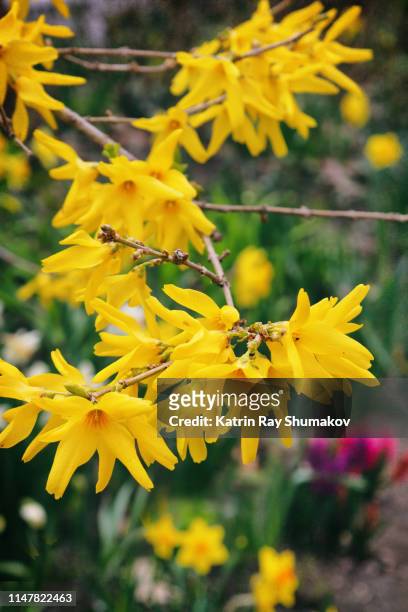 yellow splash of forsythia blooms - forsythia stock pictures, royalty-free photos & images