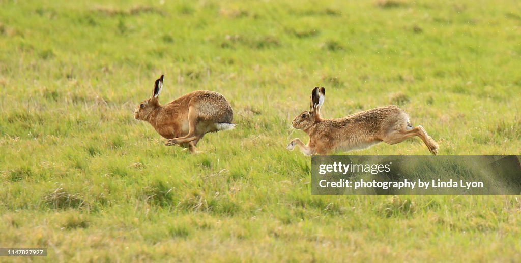 Two Brown Hares Racing