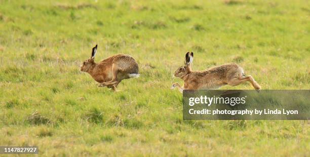 two brown hares racing - brown hare stockfoto's en -beelden