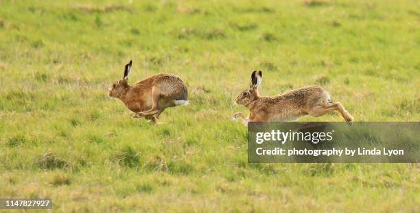 two brown hares racing - lepus europaeus stock pictures, royalty-free photos & images