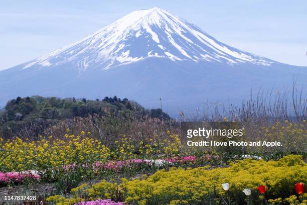 fuji and flowers - yamanashi prefecture 個照片及圖片檔
