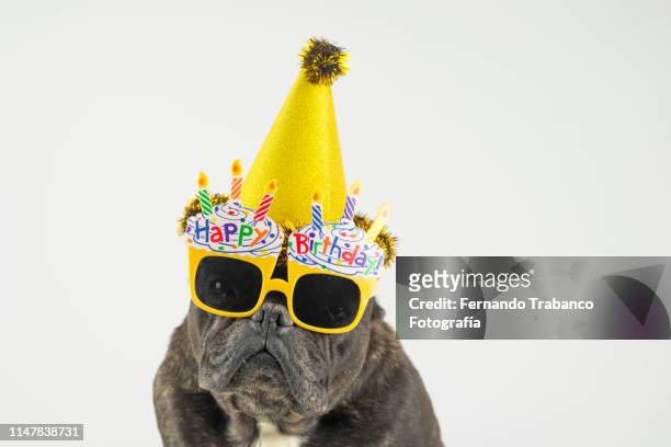 birthday dog - dog birthday stock pictures, royalty-free photos & images