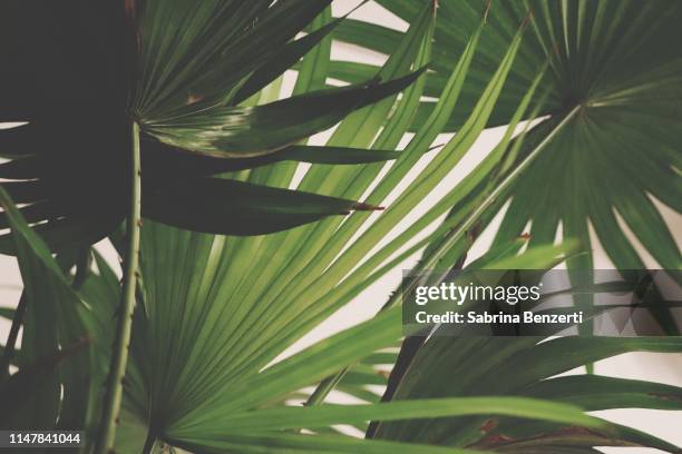 close-up of palm leaf - frond stock pictures, royalty-free photos & images