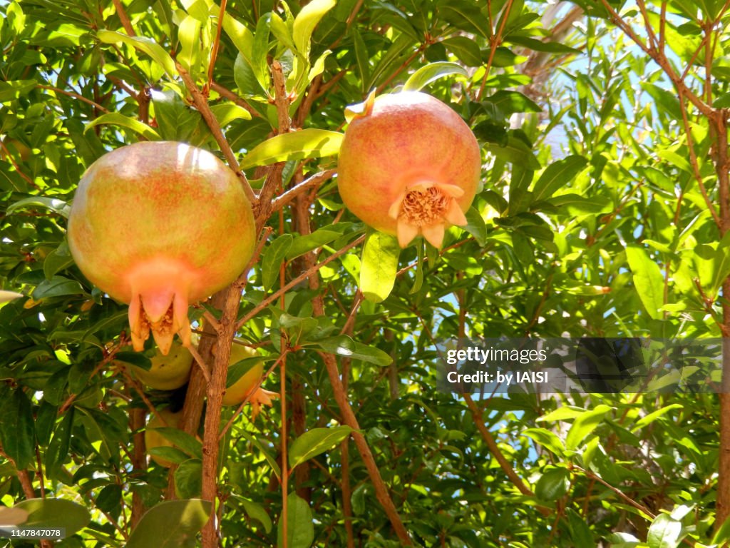 Two pomegranates on pomegranate tree by a sunny day, first day of summer