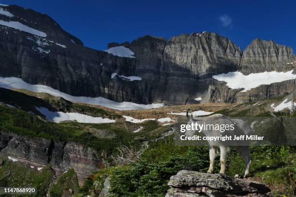 mountain goat poses beneath mountains, glacier national park, montana, usa. - mountain goat stock pictures, royalty-free photos & images