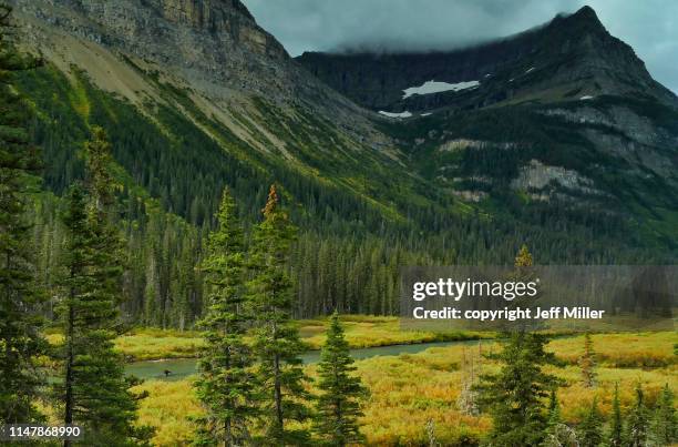 a moose wading in the saint mary river, glacier national park, montana, usa. - kalispell - fotografias e filmes do acervo