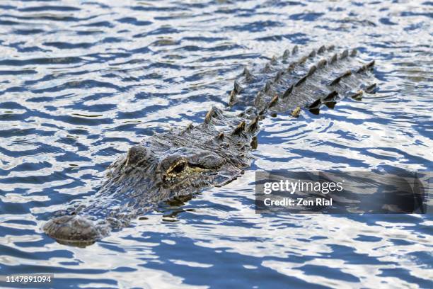 alligator - american alligator - alligator mississippiensis quietly glides on water - alligator mississippiensis stock pictures, royalty-free photos & images