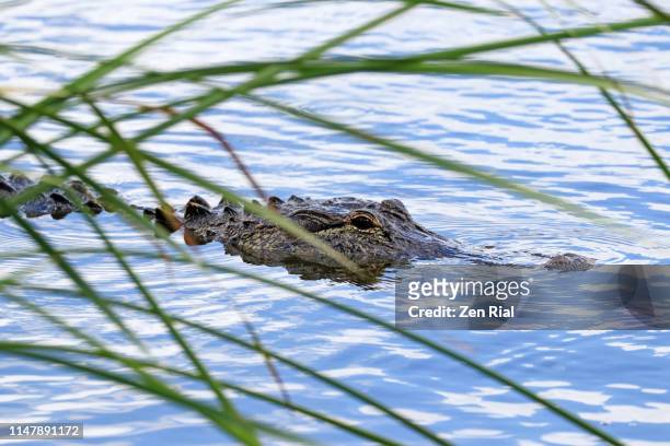 alligator - american alligator - alligator mississippiensis quietly glides on water viewed between blades of grass - alligator mississippiensis stock pictures, royalty-free photos & images
