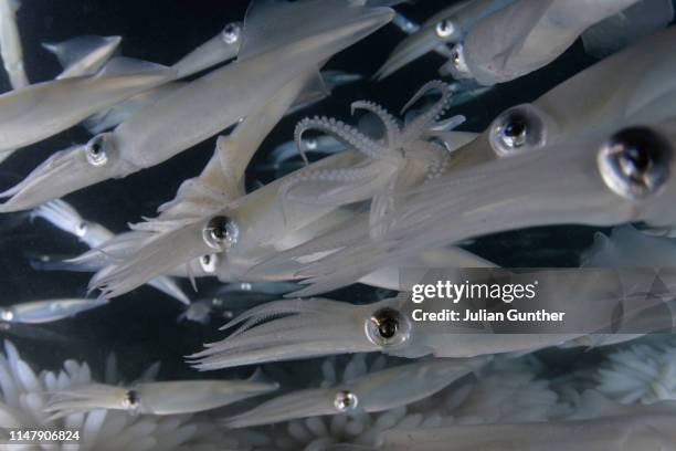 A Squid In Egg Photos et images de collection - Getty Images