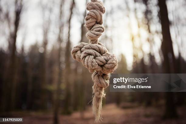 knotted rope in a forest - knoten stock-fotos und bilder