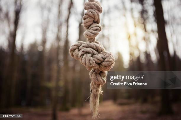 knotted rope in a forest - rope knot stock pictures, royalty-free photos & images
