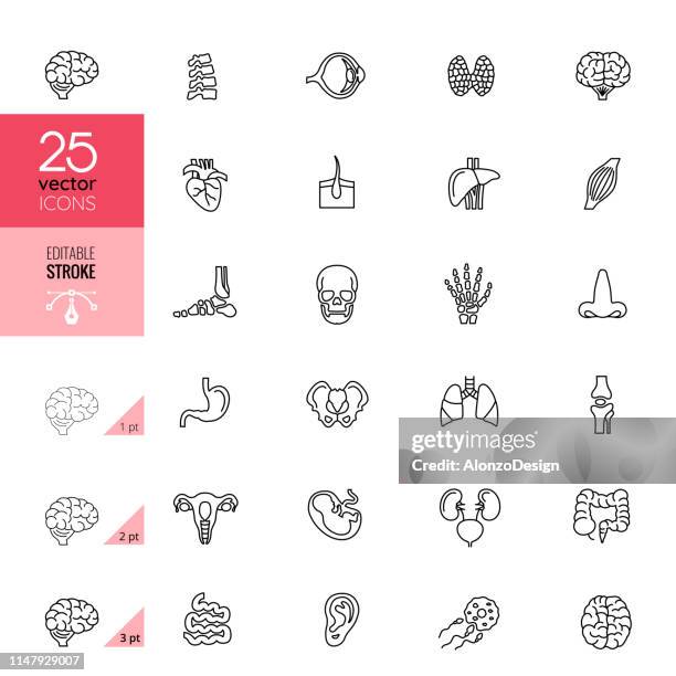 line organ icon set. editable stroke. - fetus heart stock illustrations
