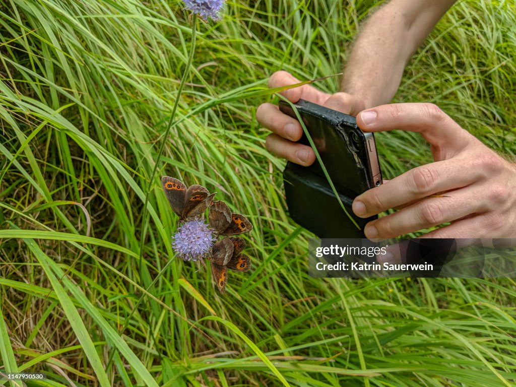 Mãos cortadas do homem fotografando borboletas polinizando a flor roxa