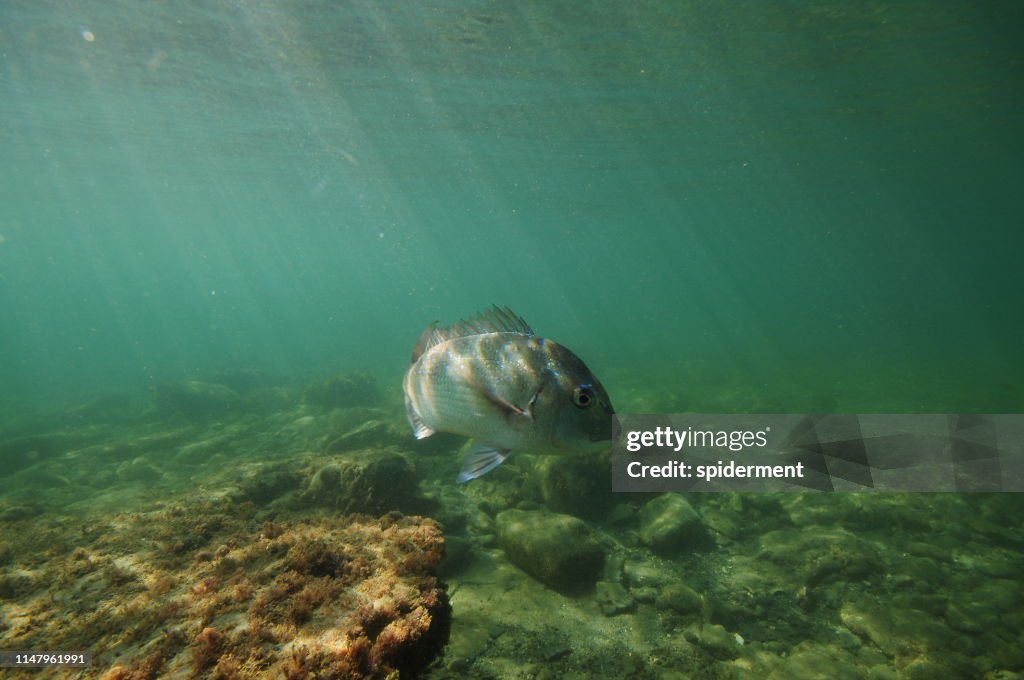 Fish turning away from camera