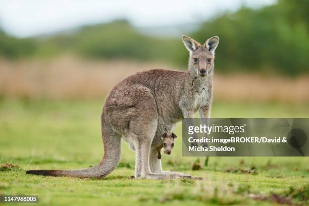 eastern grey kangaroo (macropus giganteus) with young animal standing, wilsons promontory national park, victoria - 動物　親子 ストックフォトと画像
