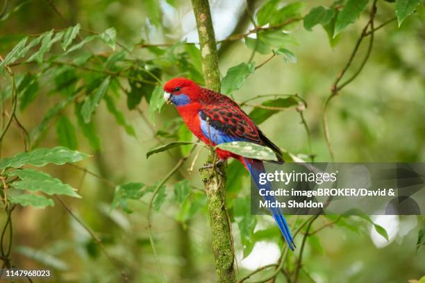 crimson rosella (platycercus elegans) sitting in a tree, great otway national park - rosella carmesí fotografías e imágenes de stock