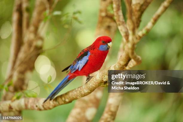 crimson rosella (platycercus elegans) sitting on a branch, great otway national park - rosella carmesí fotografías e imágenes de stock