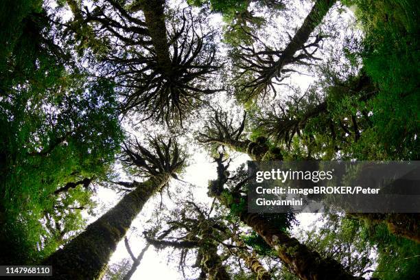 fitzroyan (fitzroya cupressoides), view into the treetops, parque pumalin, region de los lagos, chile - fitzroya stock pictures, royalty-free photos & images