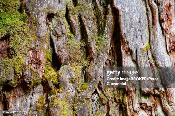 fitzroya (fitzroya cupressoides), tree bark, parque pumalin, region de los lagos, chile - fitzroya stock pictures, royalty-free photos & images