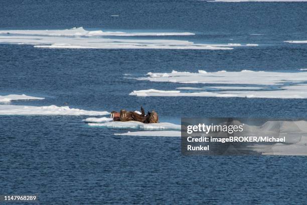 three walruses (odobenus rosmarus) on an ice shelf, svalbard, arctic, norway - ジュゴン ストックフォトと画像