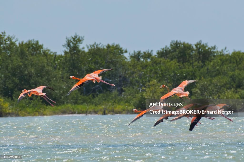 American flamingos (Phoenicopterus ruber), flying over water, Biosphere Reserve Ria Lagartos, Yucatan, Mexico