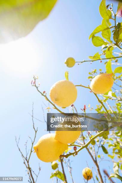 lemon tree against clear sky and sunlight - lemon tree stockfoto's en -beelden