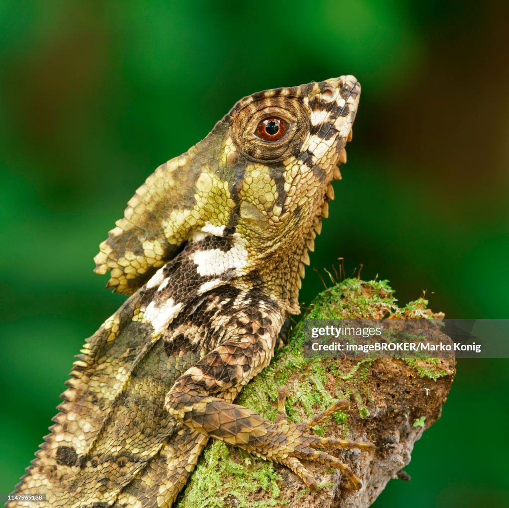 Smooth helmeted iguana (Corytophanes cristatus), Costa Rica