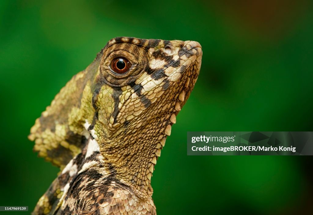 Smooth helmeted iguana (Corytophanes cristatus), animal portrait, Costa Rica
