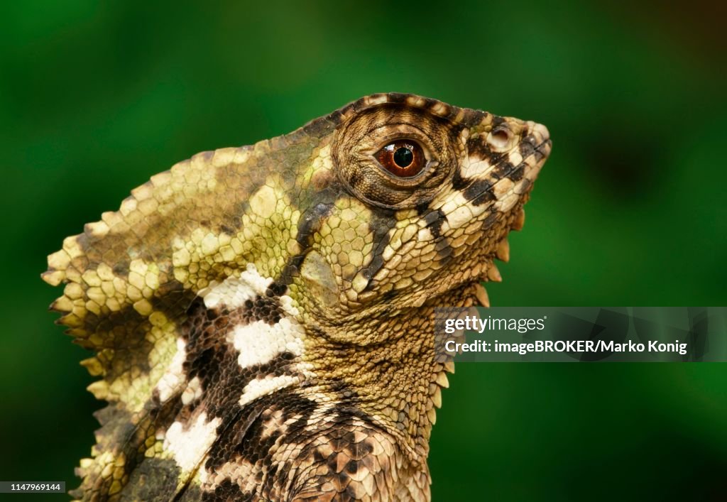 Smooth helmeted iguana (Corytophanes cristatus), animal portrait, Costa Rica